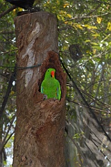0808 Wildlife Habitat Port Douglas